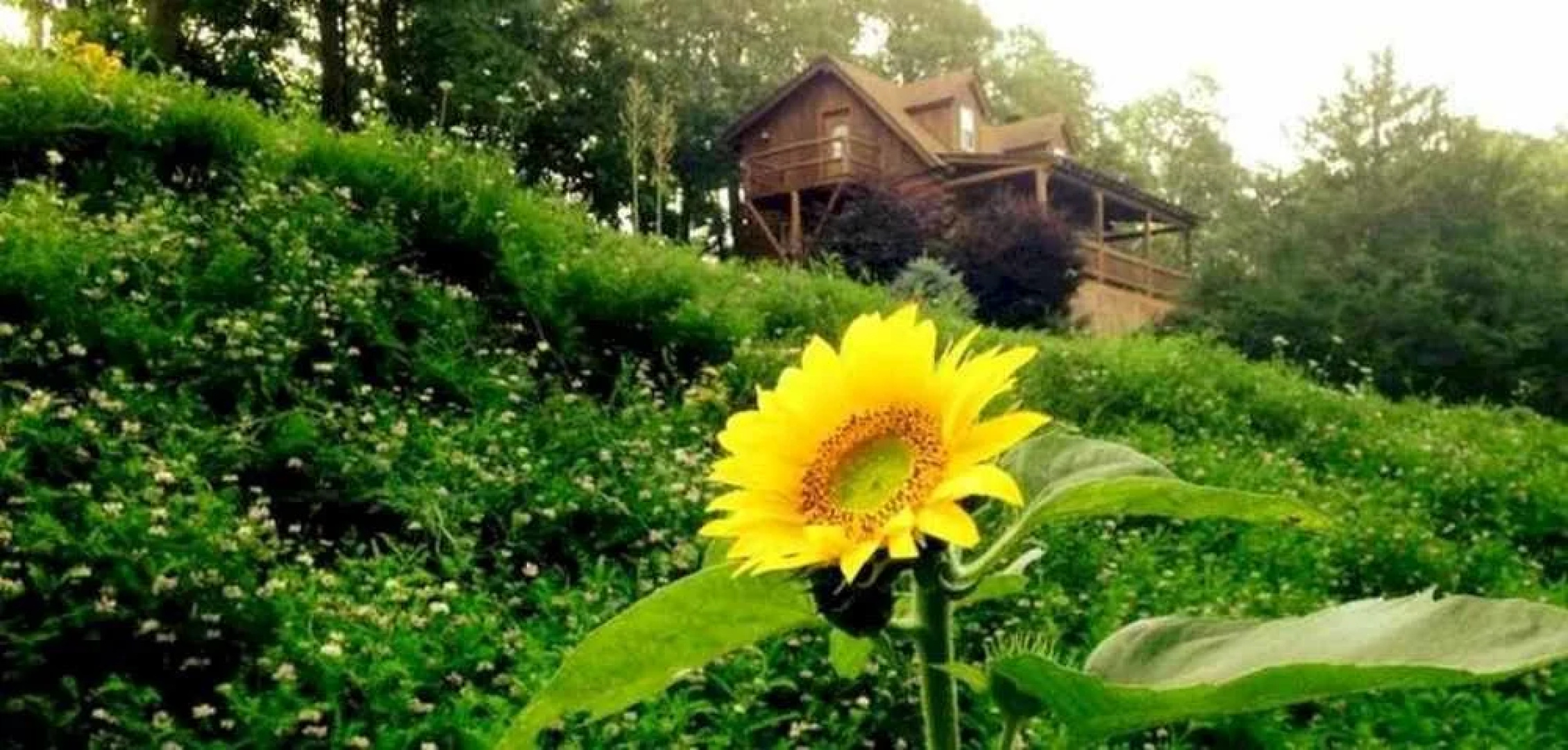 A Lazee Daze in the Ozarks