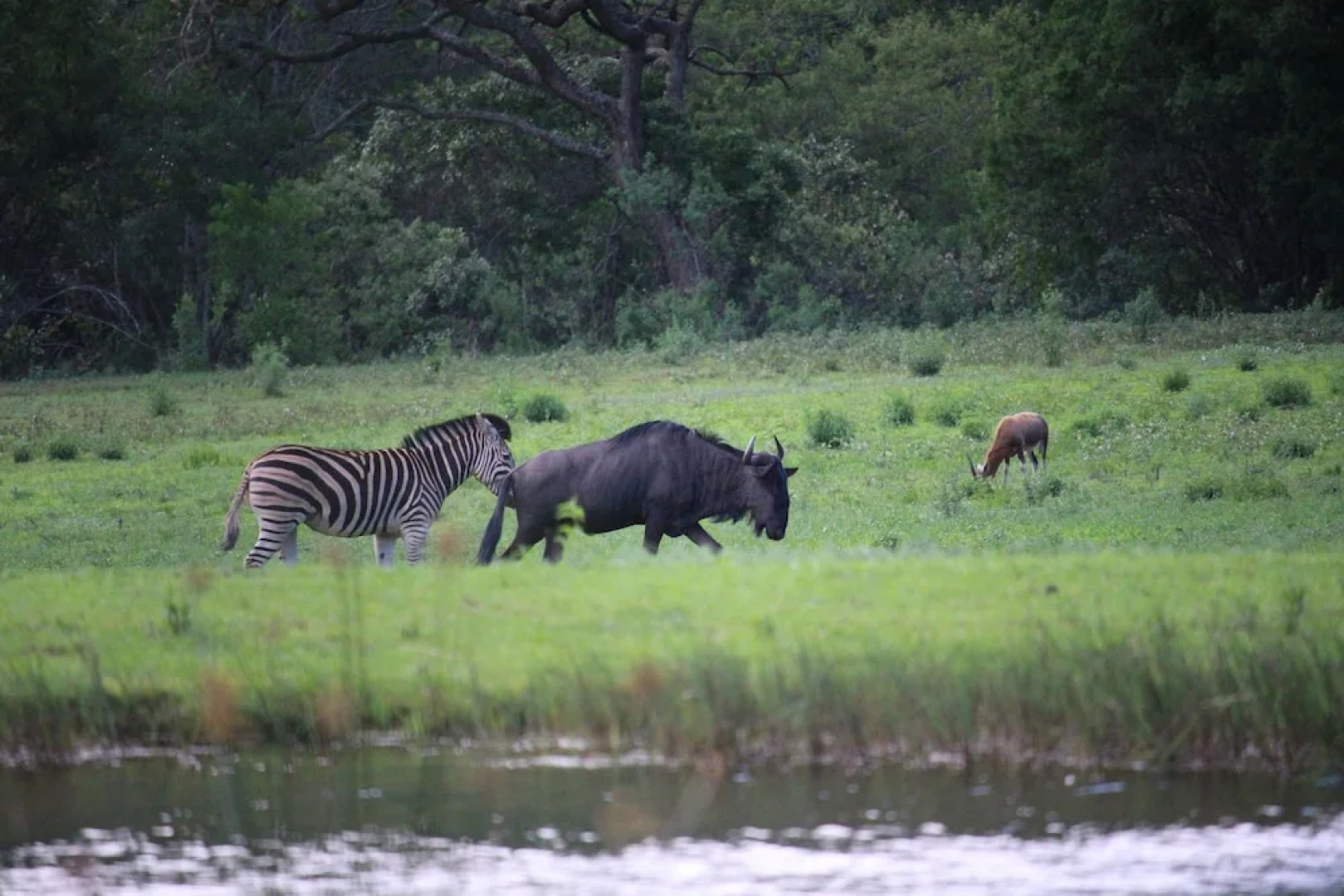 Twin Thorns Guesthouse