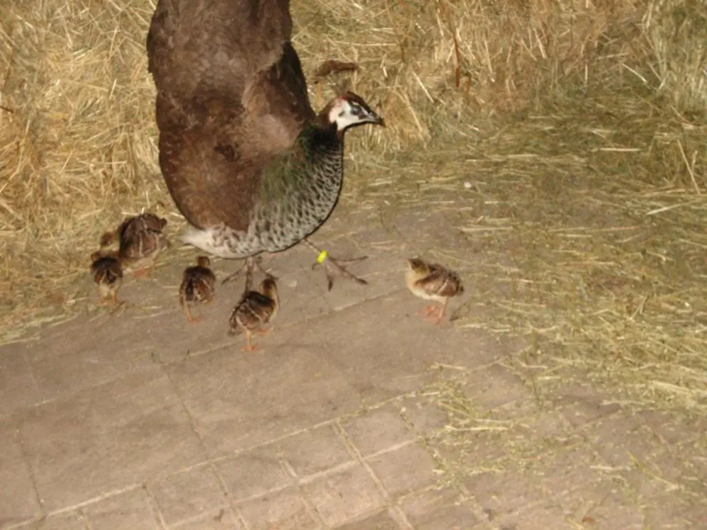 Steigmatt Bauernhof - Erlebnis