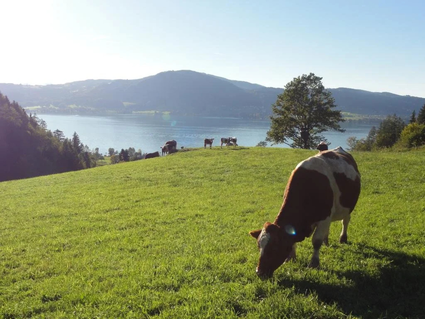 Ferienwohnungen Bachbauer