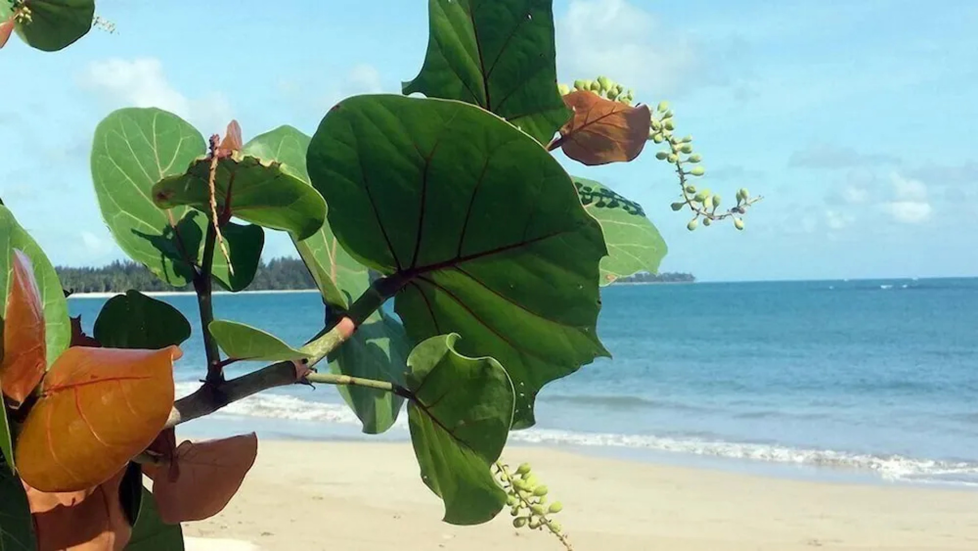 5 Star Caribbean Villa