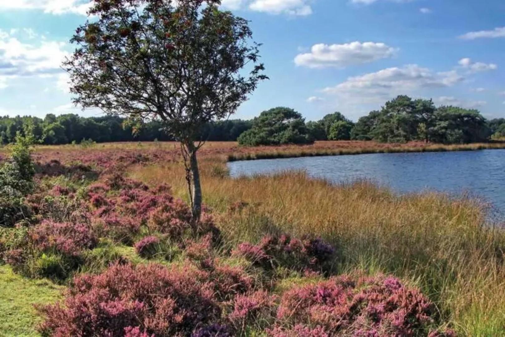 Drentse bungalow in natuur en rust