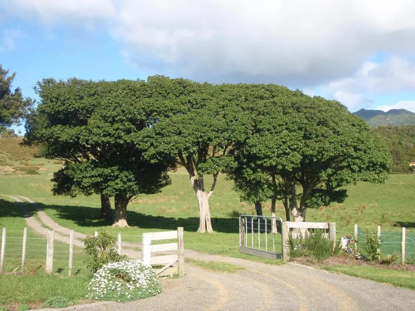 Nga Puriri Bed and Breakfast