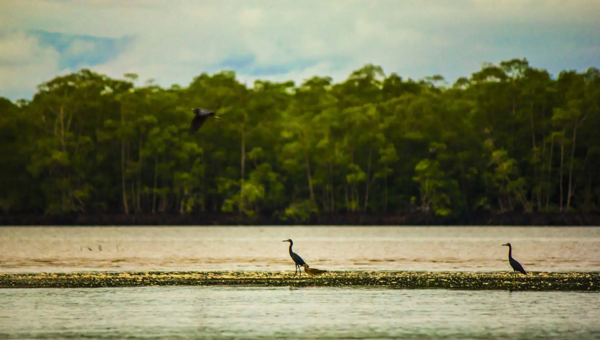 Isla Violin Eco Lodge