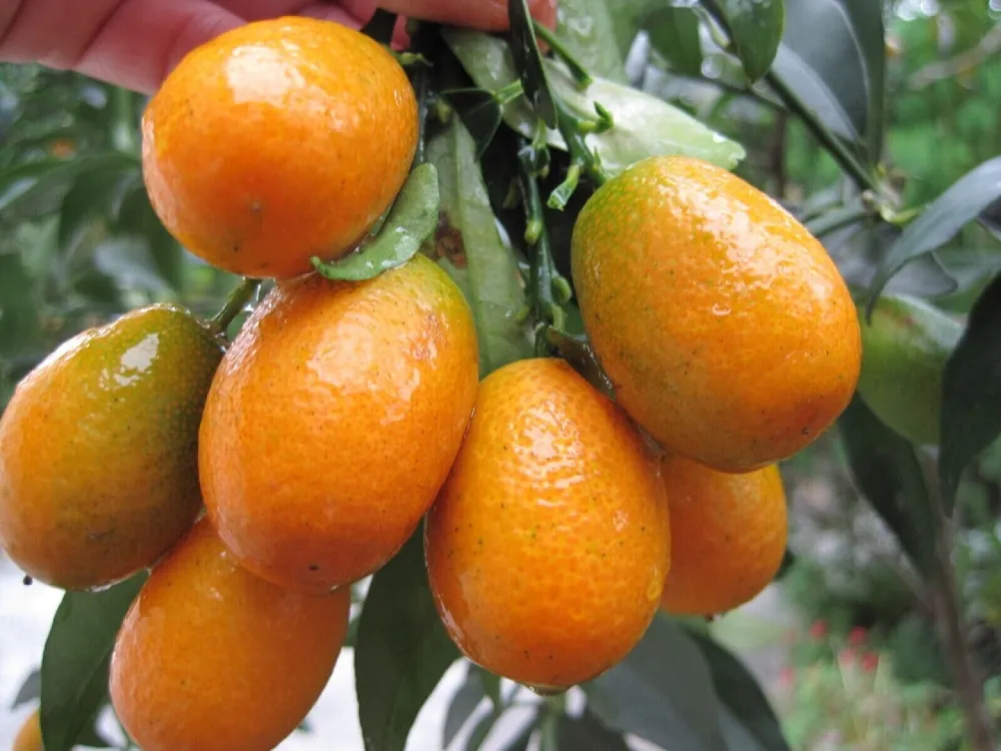 Fairy Story Village Organic Farm B&B