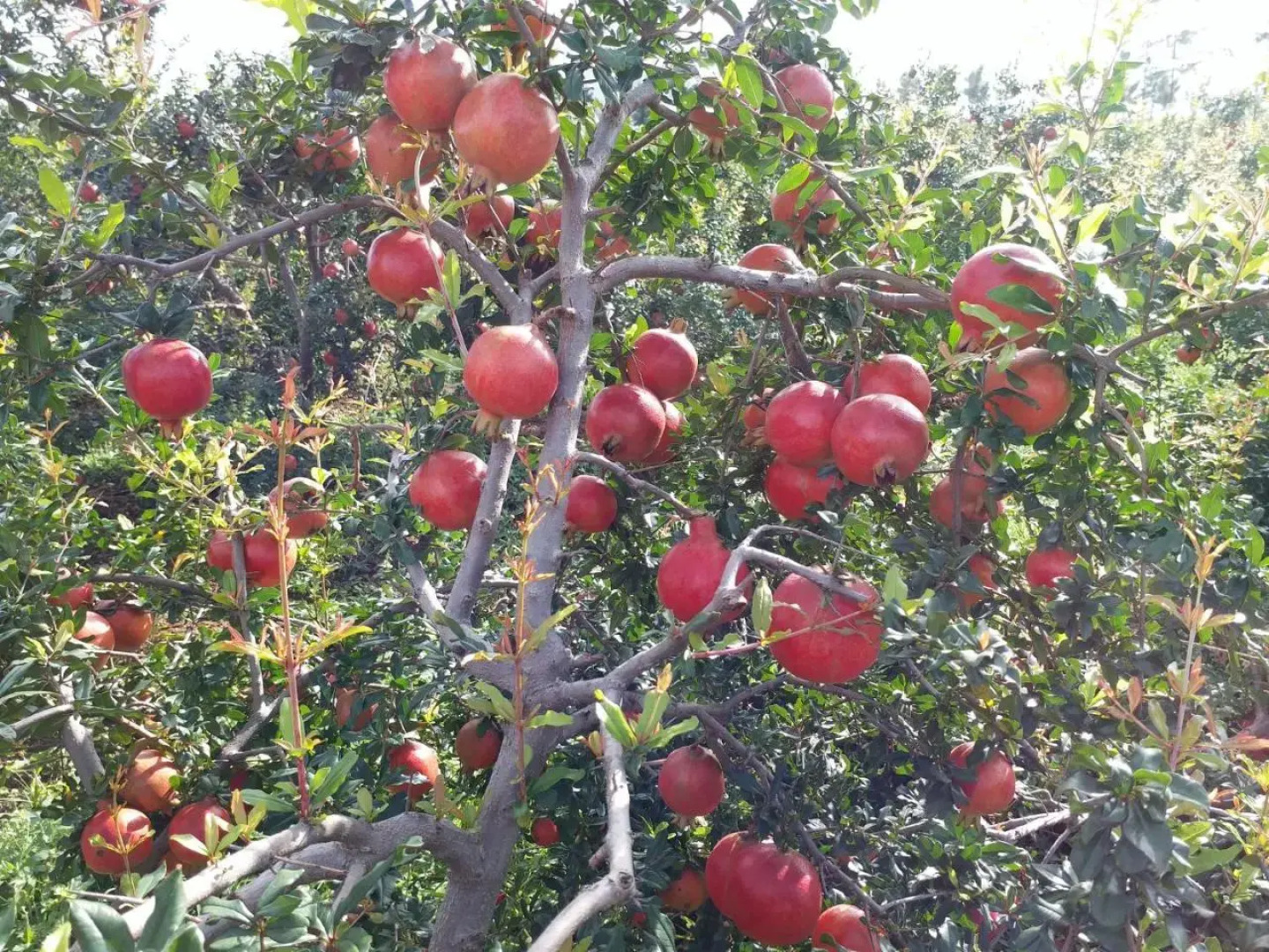 Green Peace Bheemeshwari