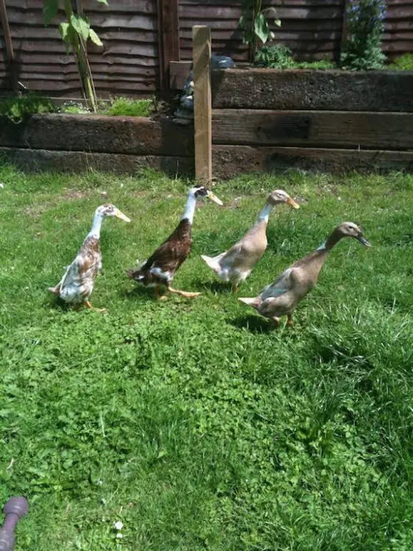 Devons Duck n Dane B&B