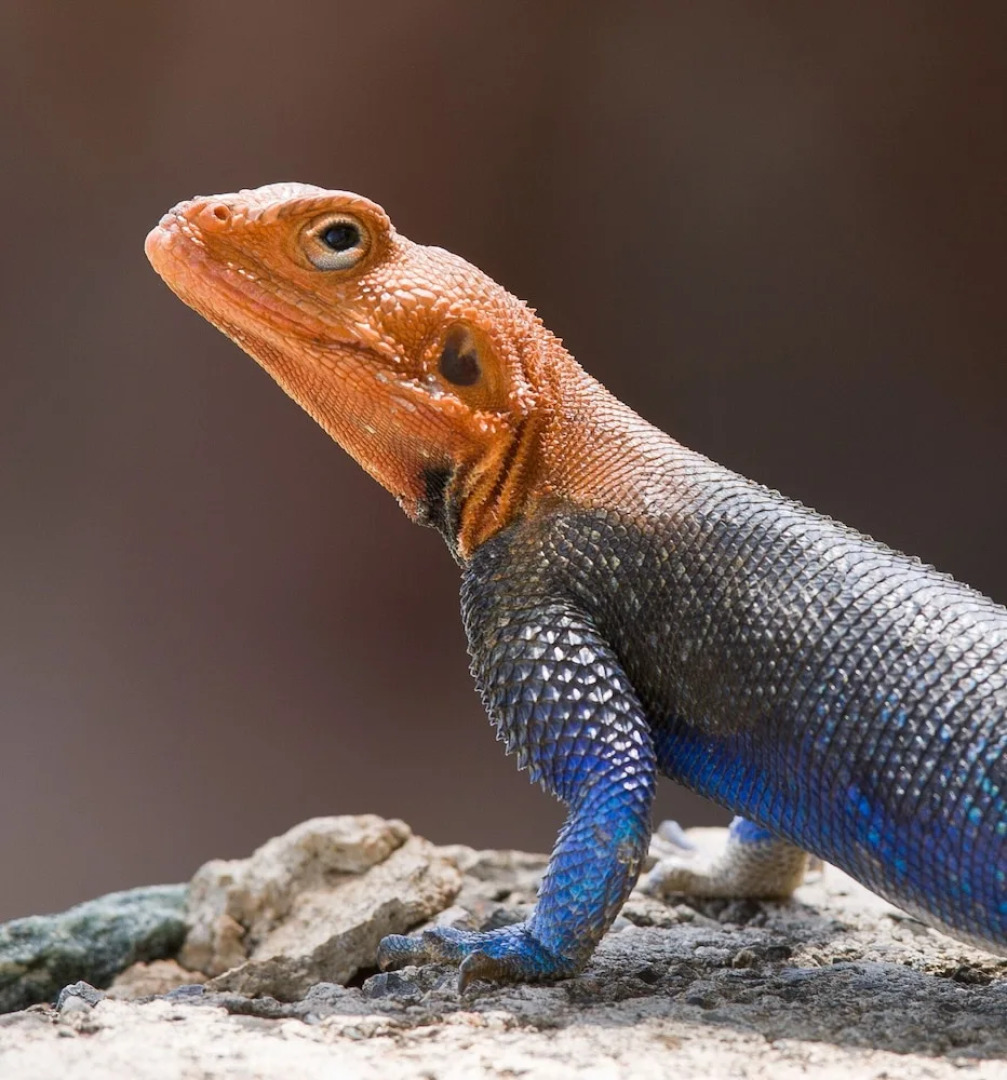 Tarangire Sopa Lodge