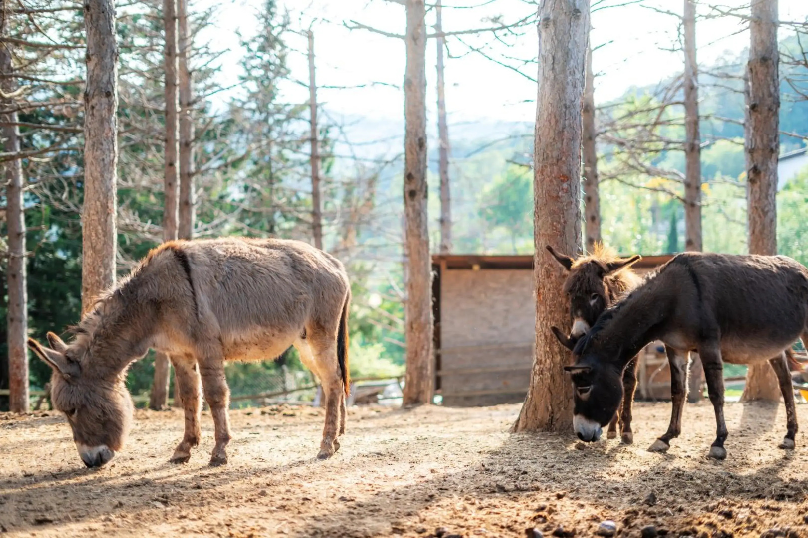 La Valle Dei Caprioli Village Bungalow Park - Freelandia Azienda Agricola