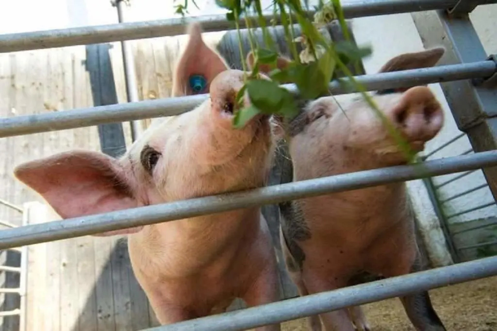 Kinderparadies Habernberger Hof