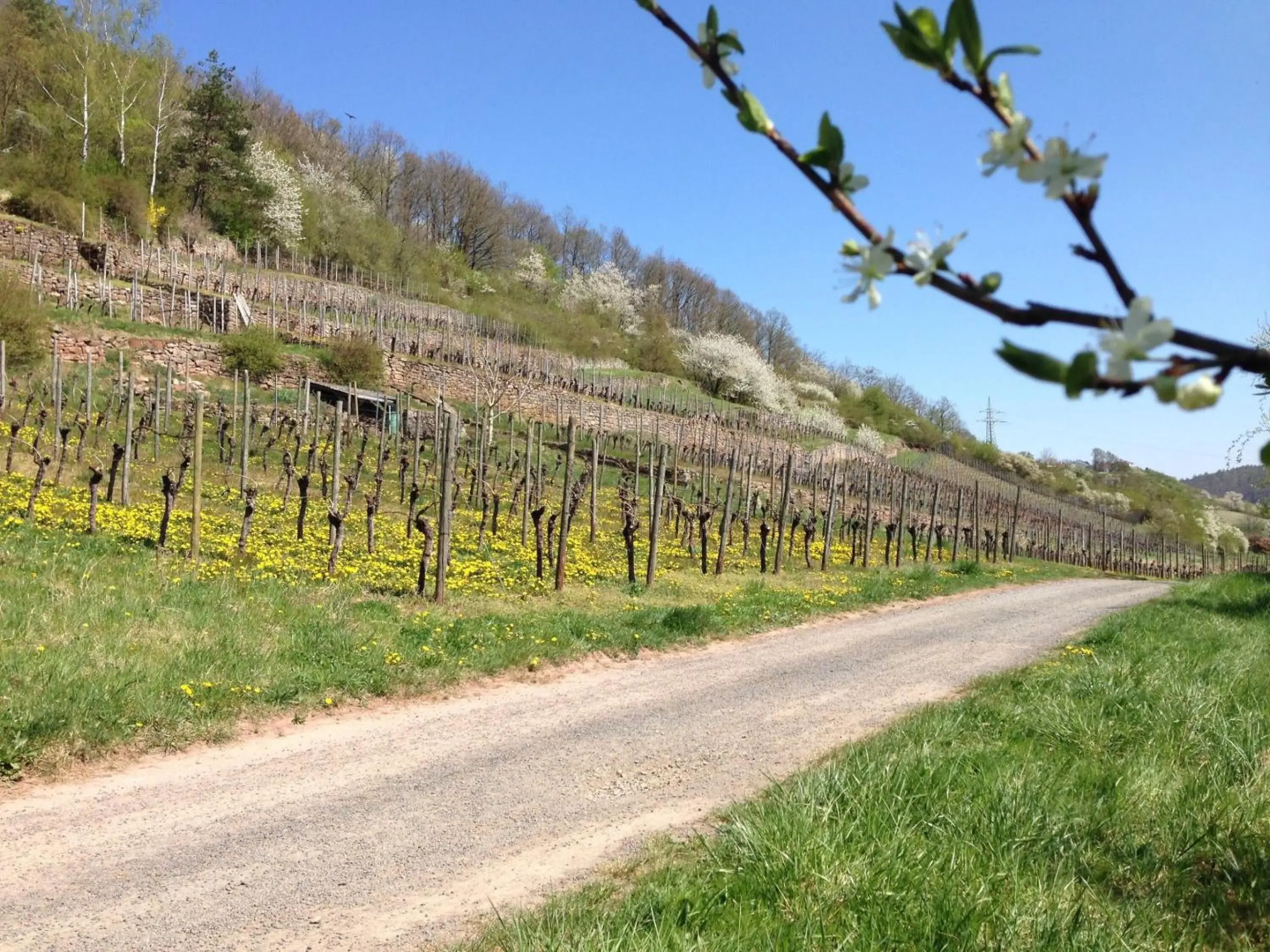 Alte Rose Gasthaus Hotel