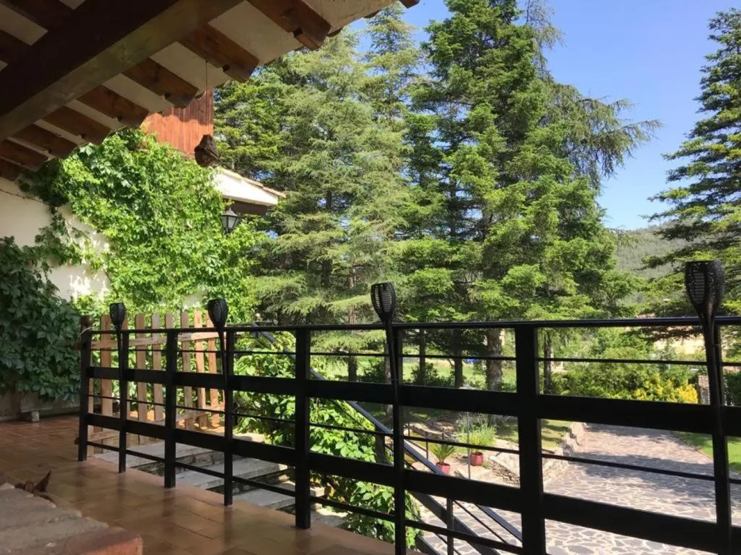 Els Avets De La Muga