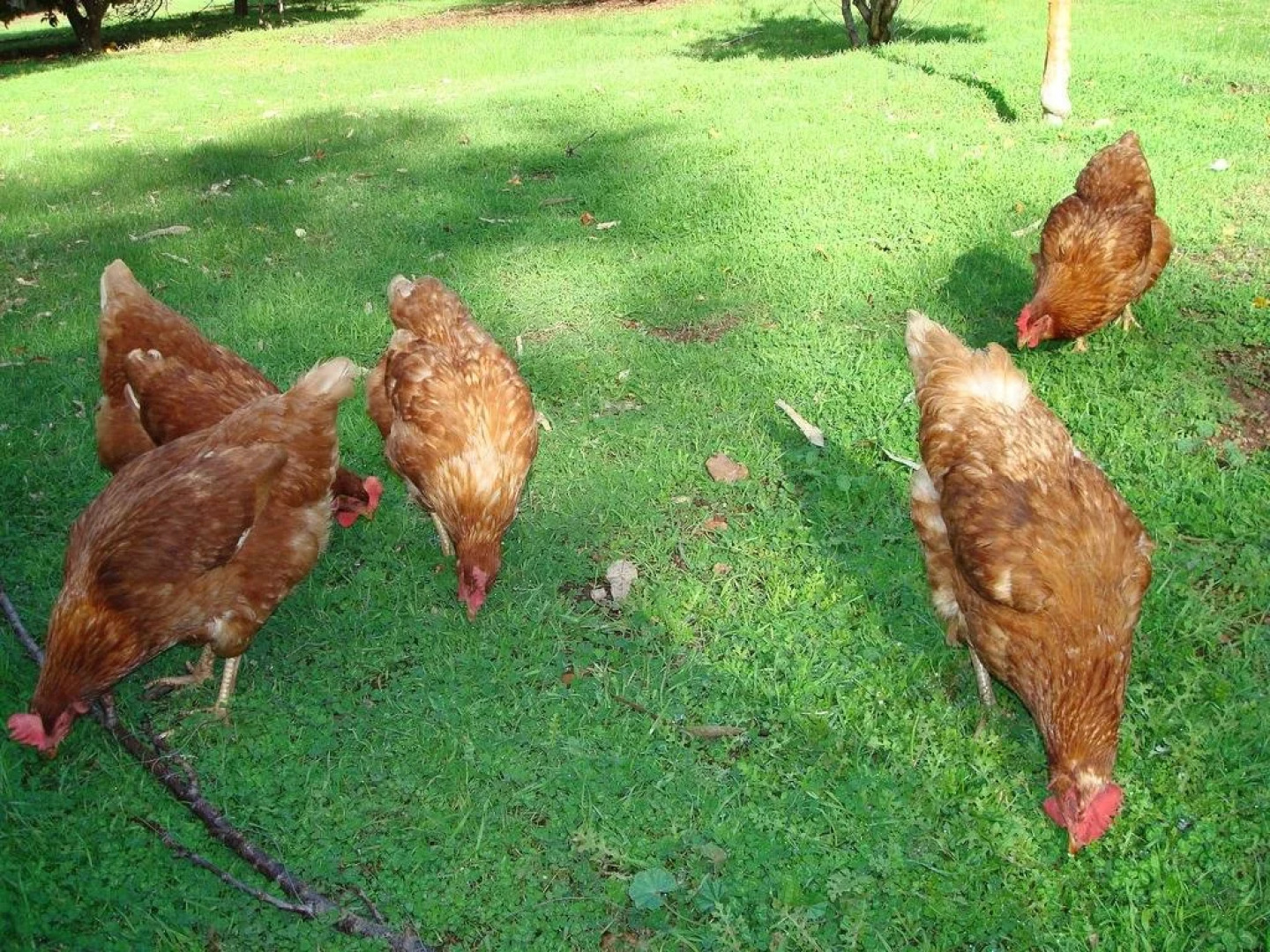 Margaret River Chalets