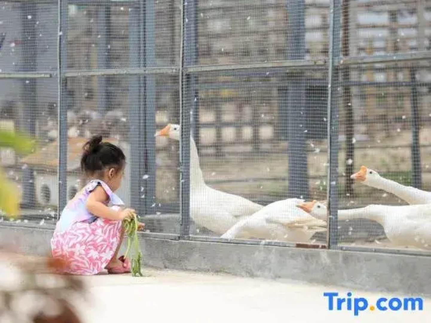 TTC Van Phong Bay Resort