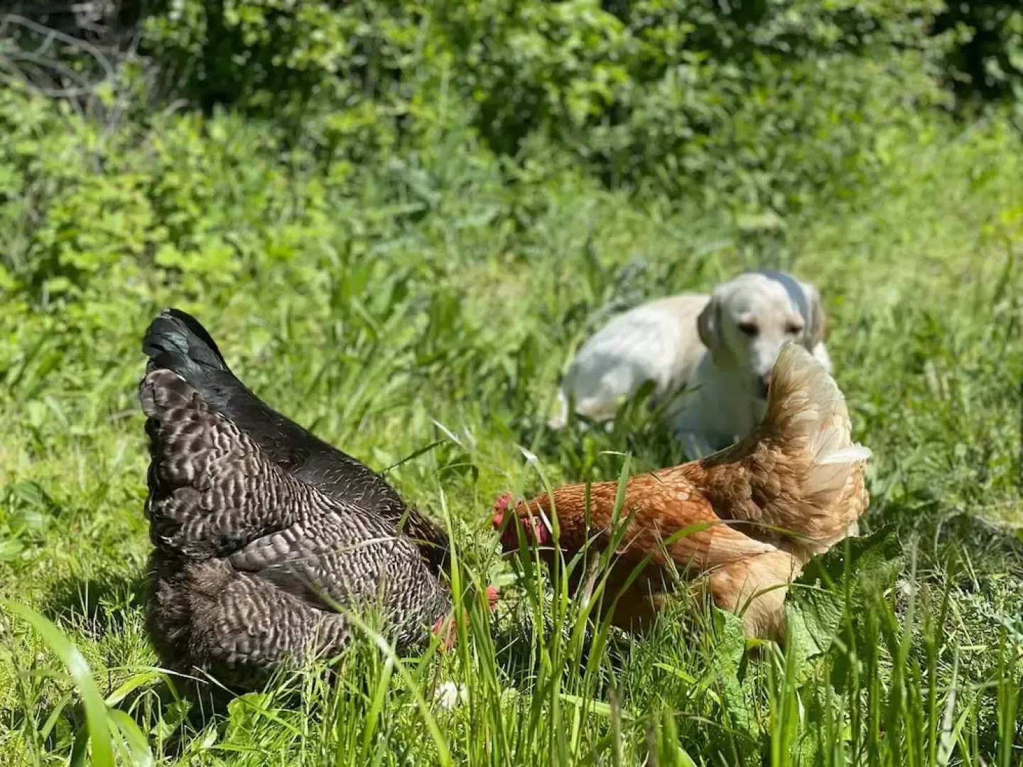 Grosse Ferienwohnung in Idyllischer Lage