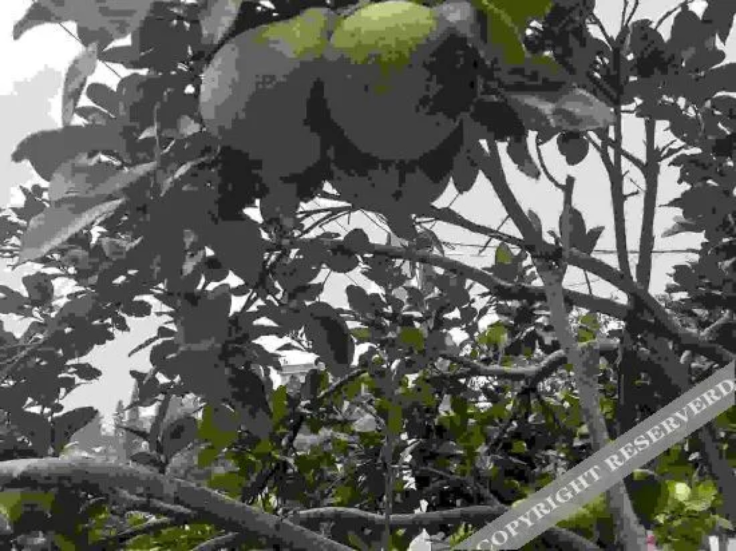 Shaoshan Huayazi Hotel