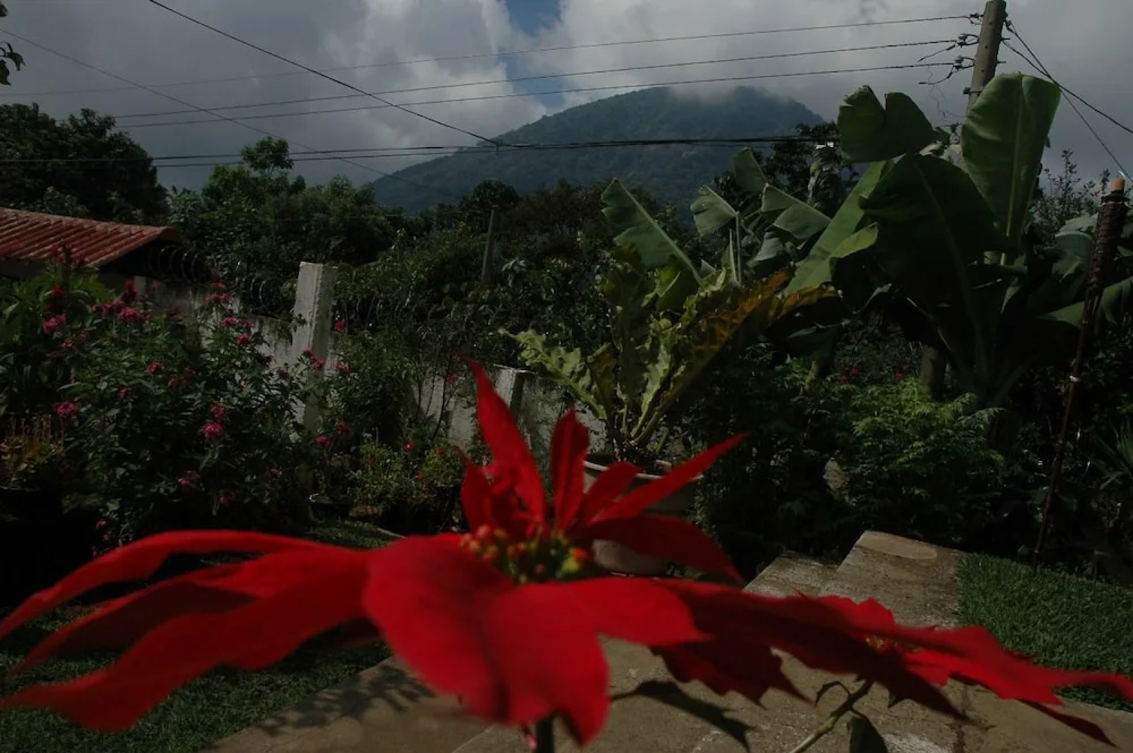 Los Cactus