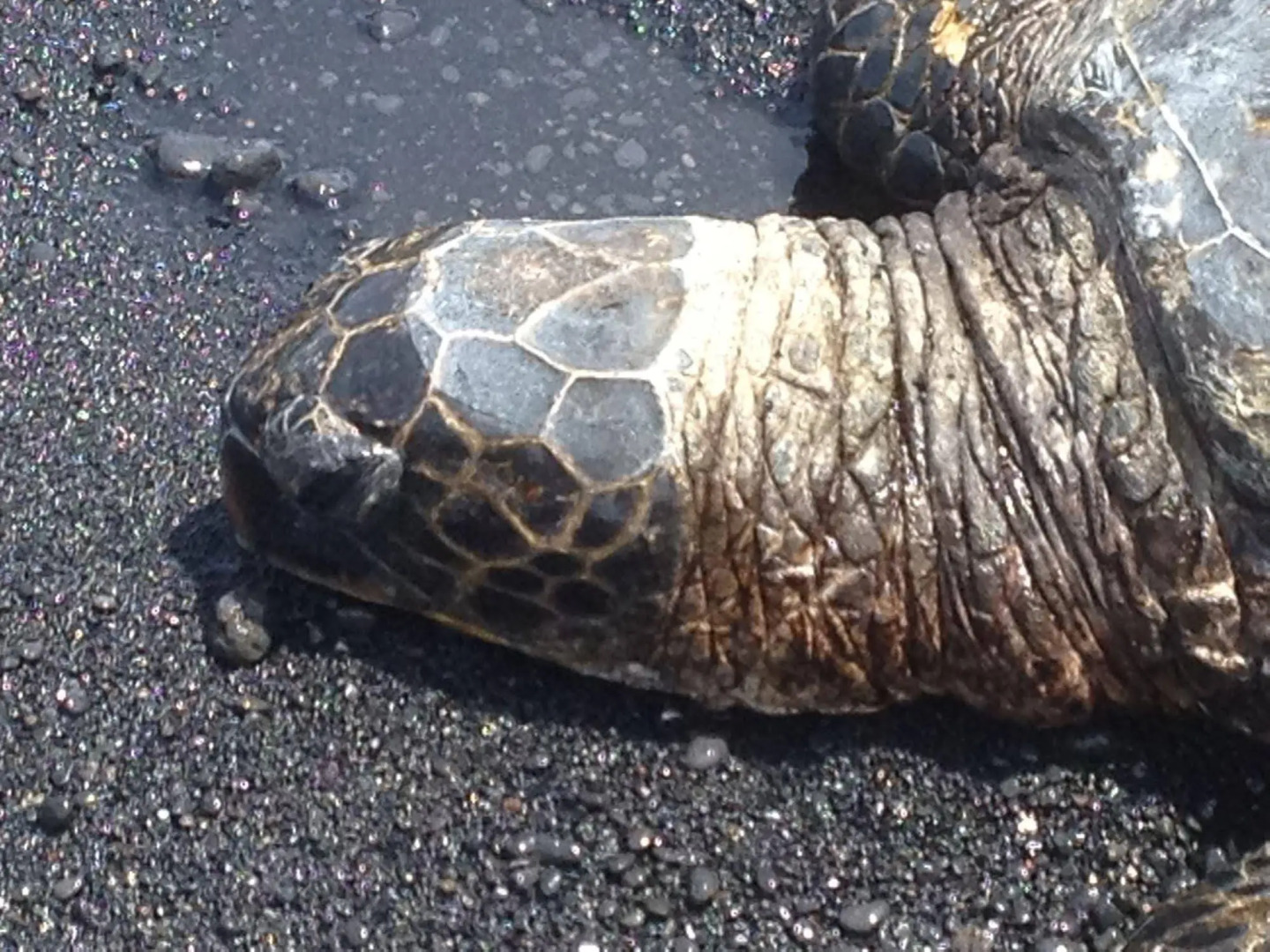 The Guest Cottages @ Volcano Acres Tree House