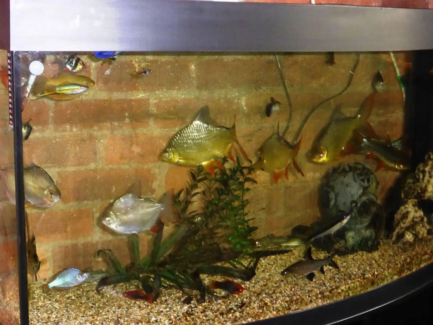 Isis Restaurant and Hotel