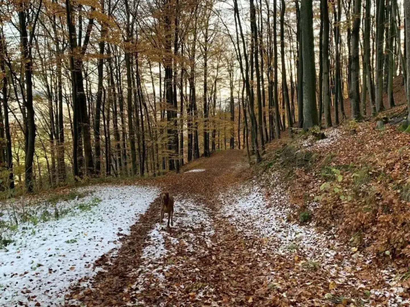 1 mit Sauna Ferienhaus Poppenhausen