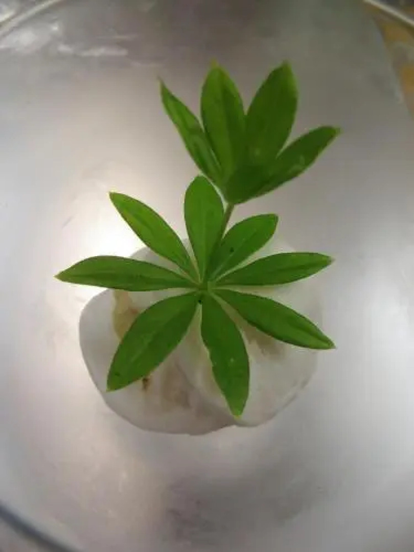 Hotel-Restaurant Schwarzkopf