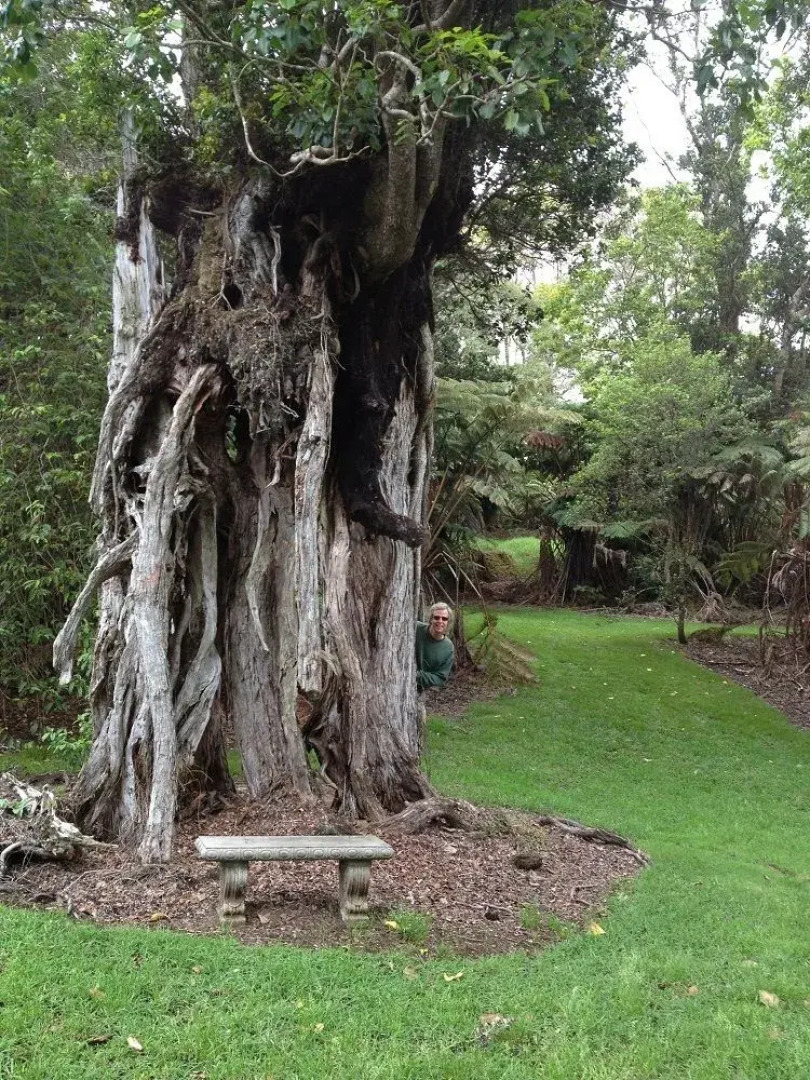 Volcano Big Tree Sanctuary