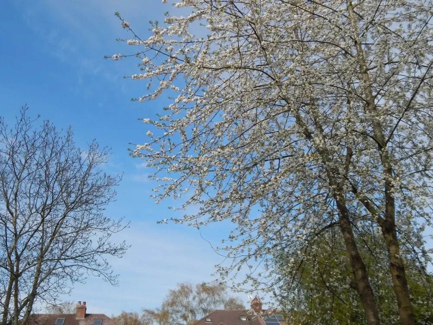 Woodland Park Residence