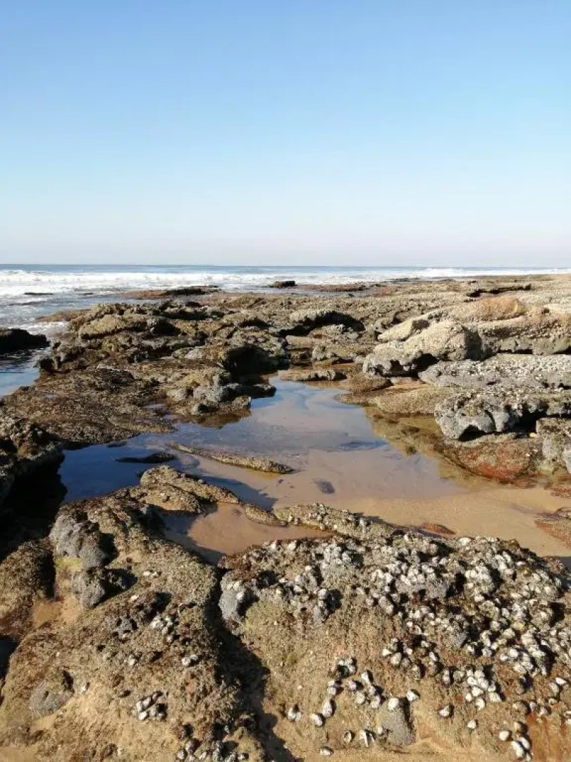 Pennington Ocean View