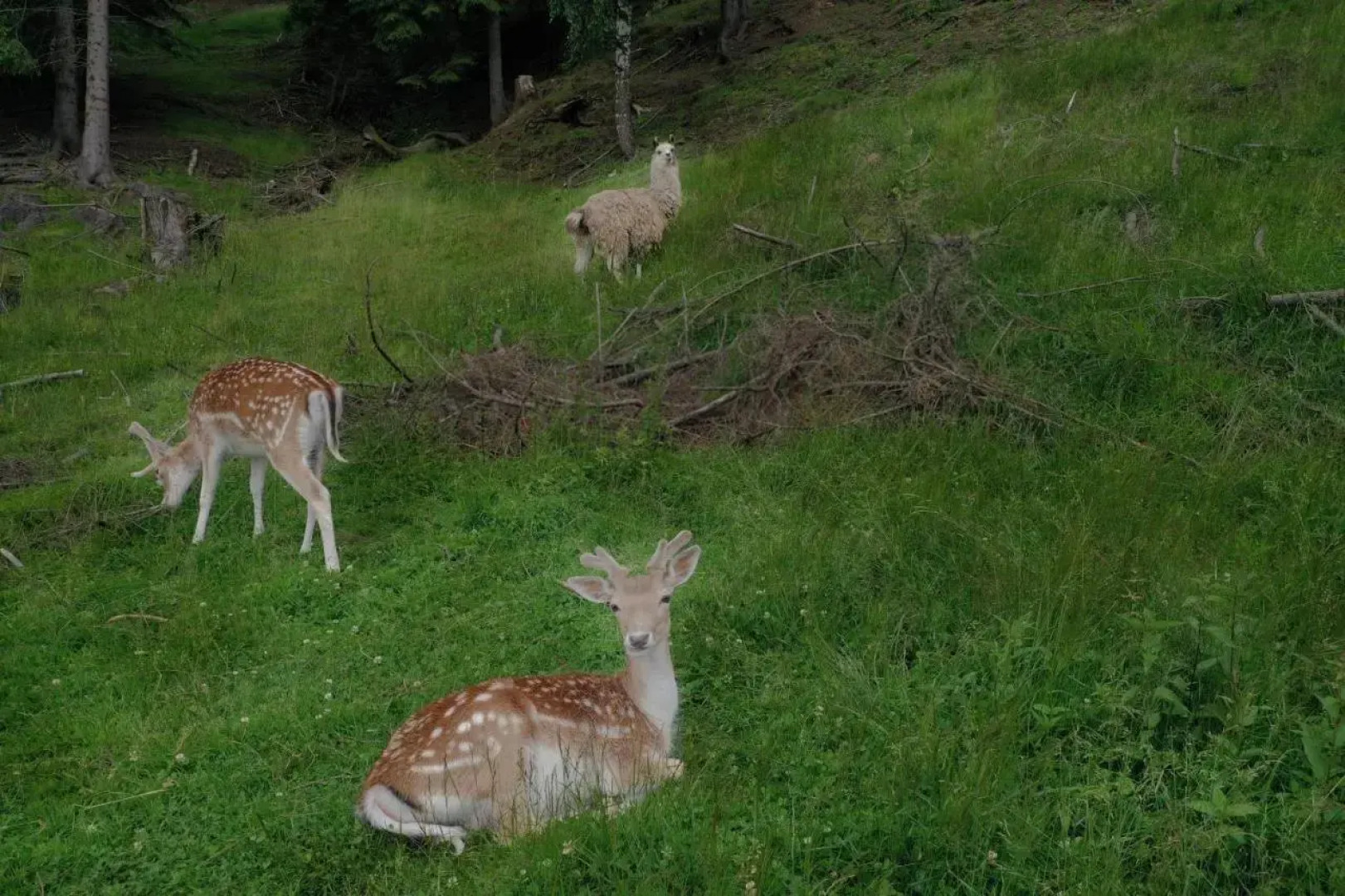 Pensiunea Poiana Izvoarelor
