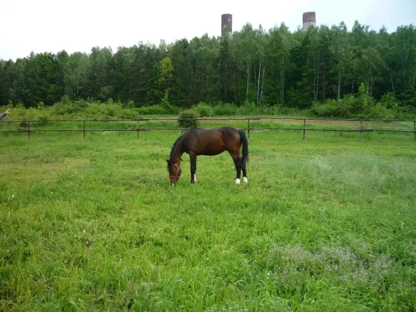 Agroturystyka Pod Rumakiem