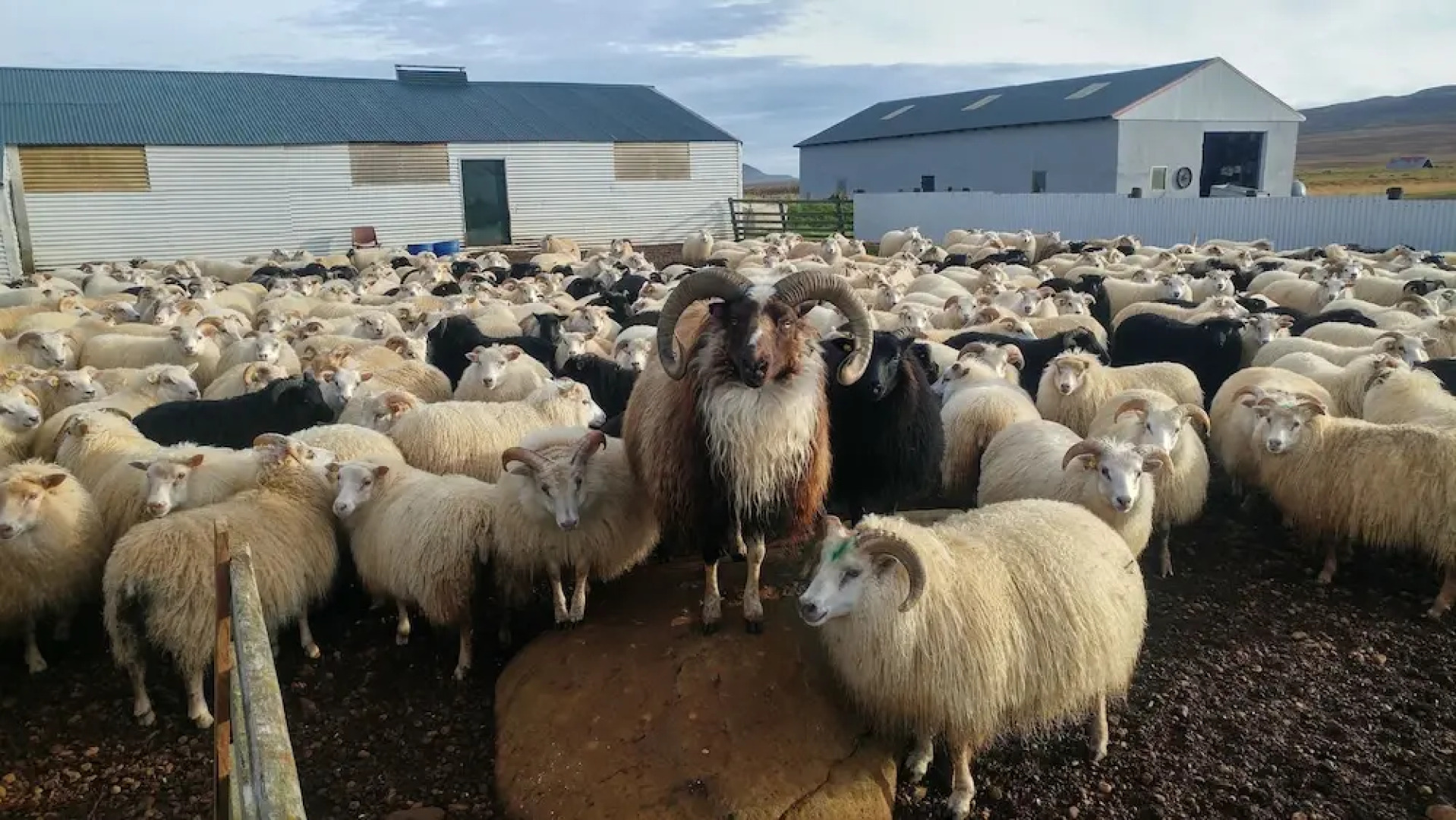 Ytra Lón Farm Lodge