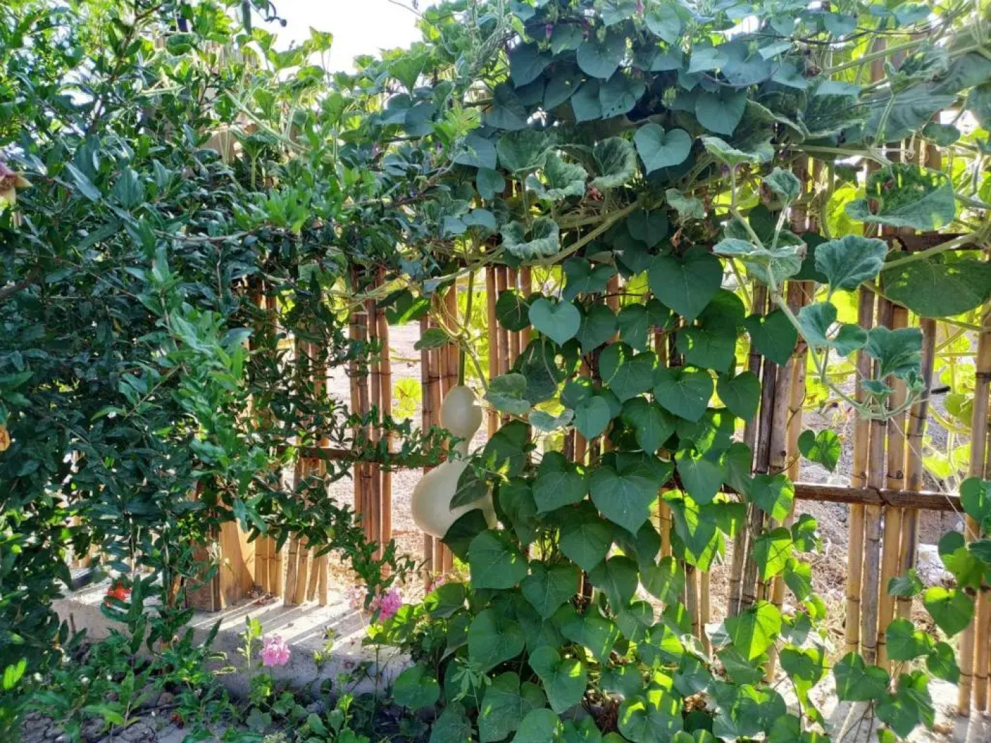 Gulseven Bungalow Villas