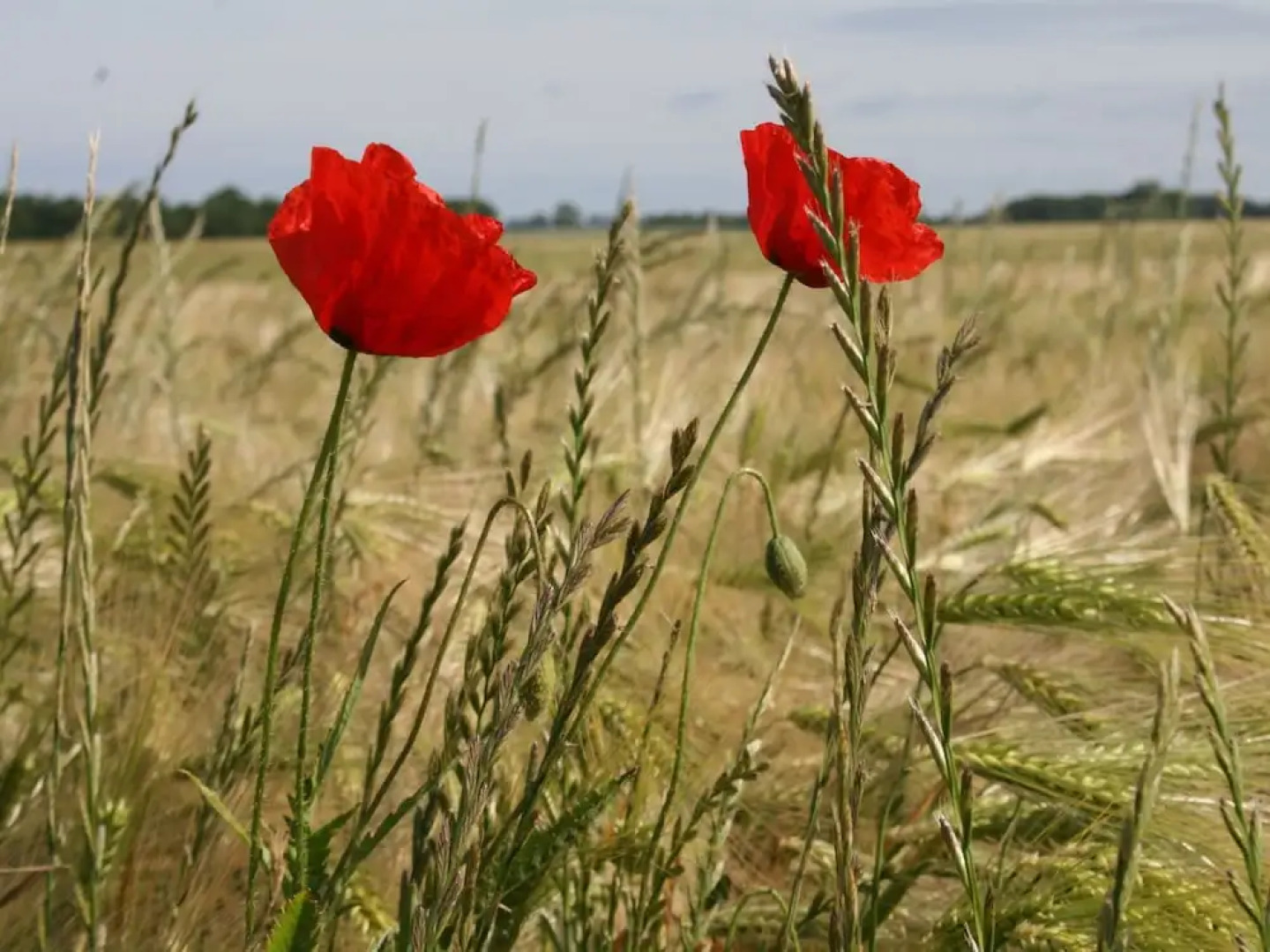 Rustic Apartment in Biendorf With Sauna