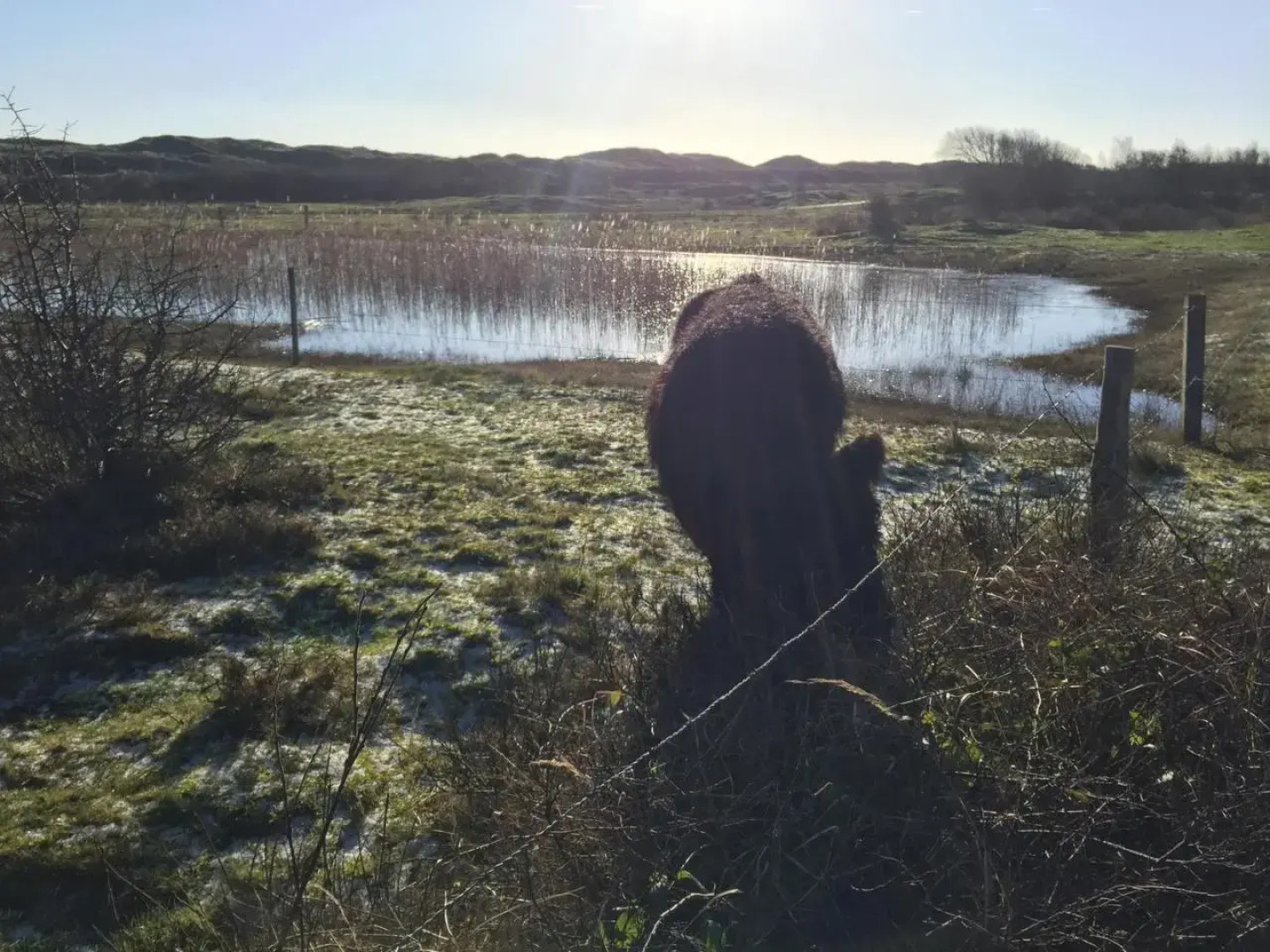 Little Lighthouse Texel