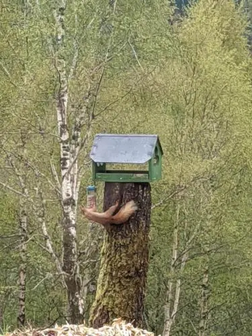 Faichemard Farm Chalets