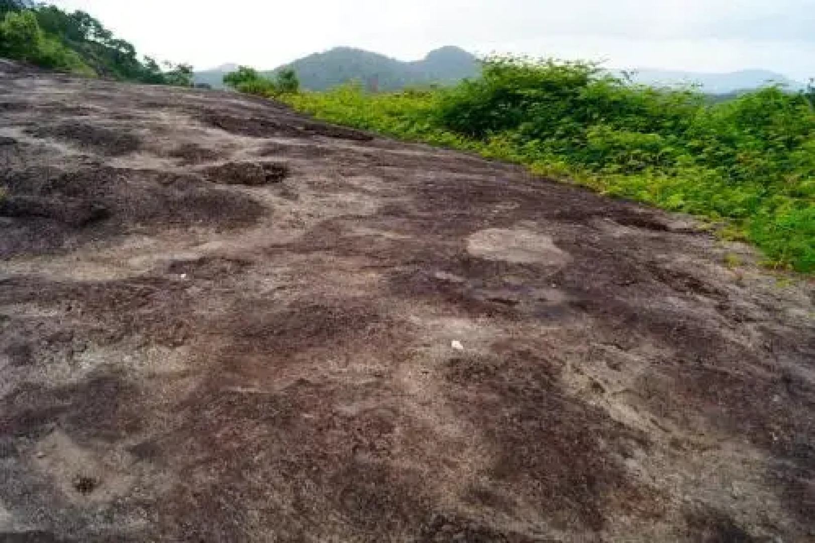 Contour Jungle Resort