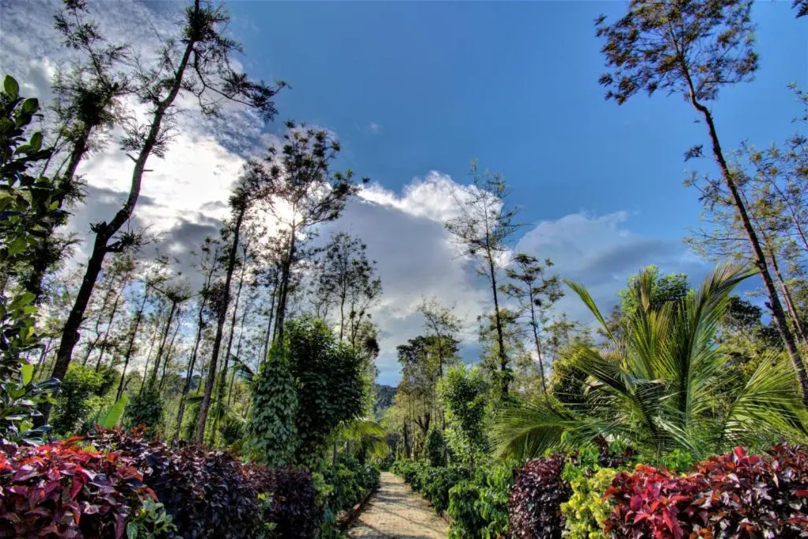 Coorg Bliss Estate Stay