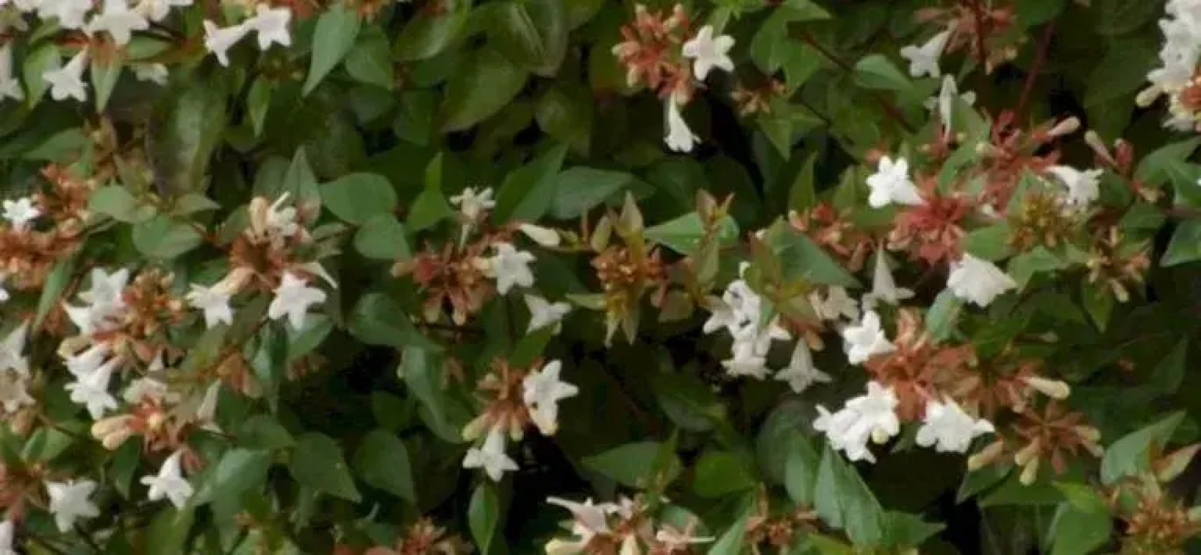 Residence Borgo Alto