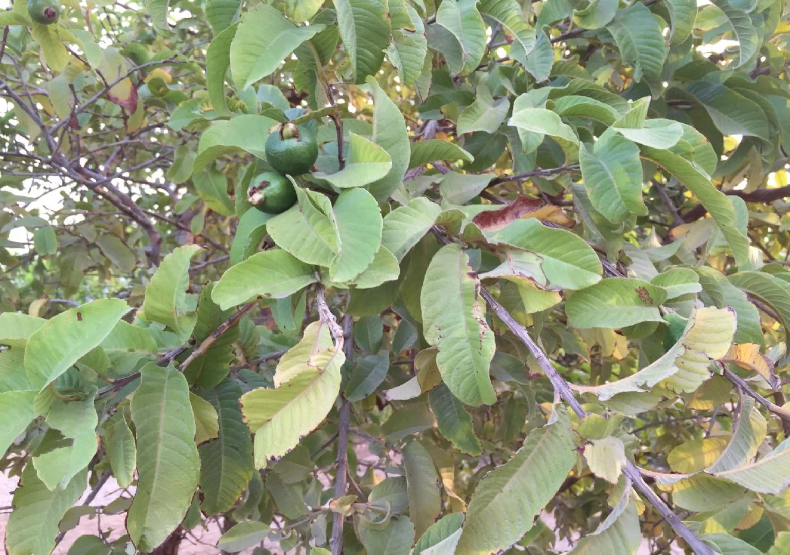 Oriental Nights Rest House