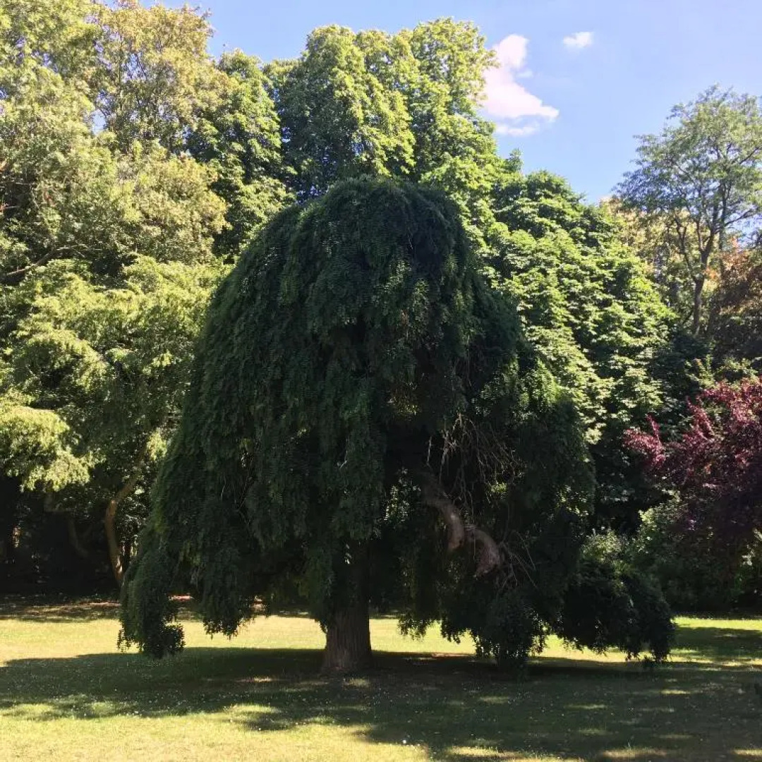 Le château d'Hermonville