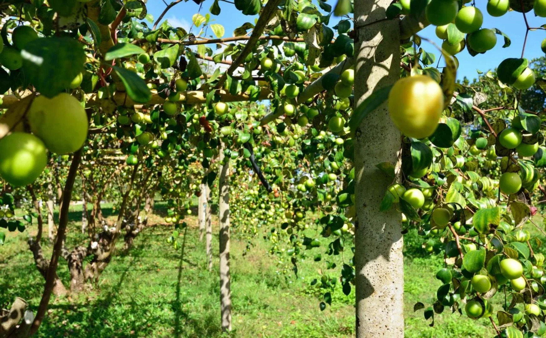 Bansaeo Garden and Resort