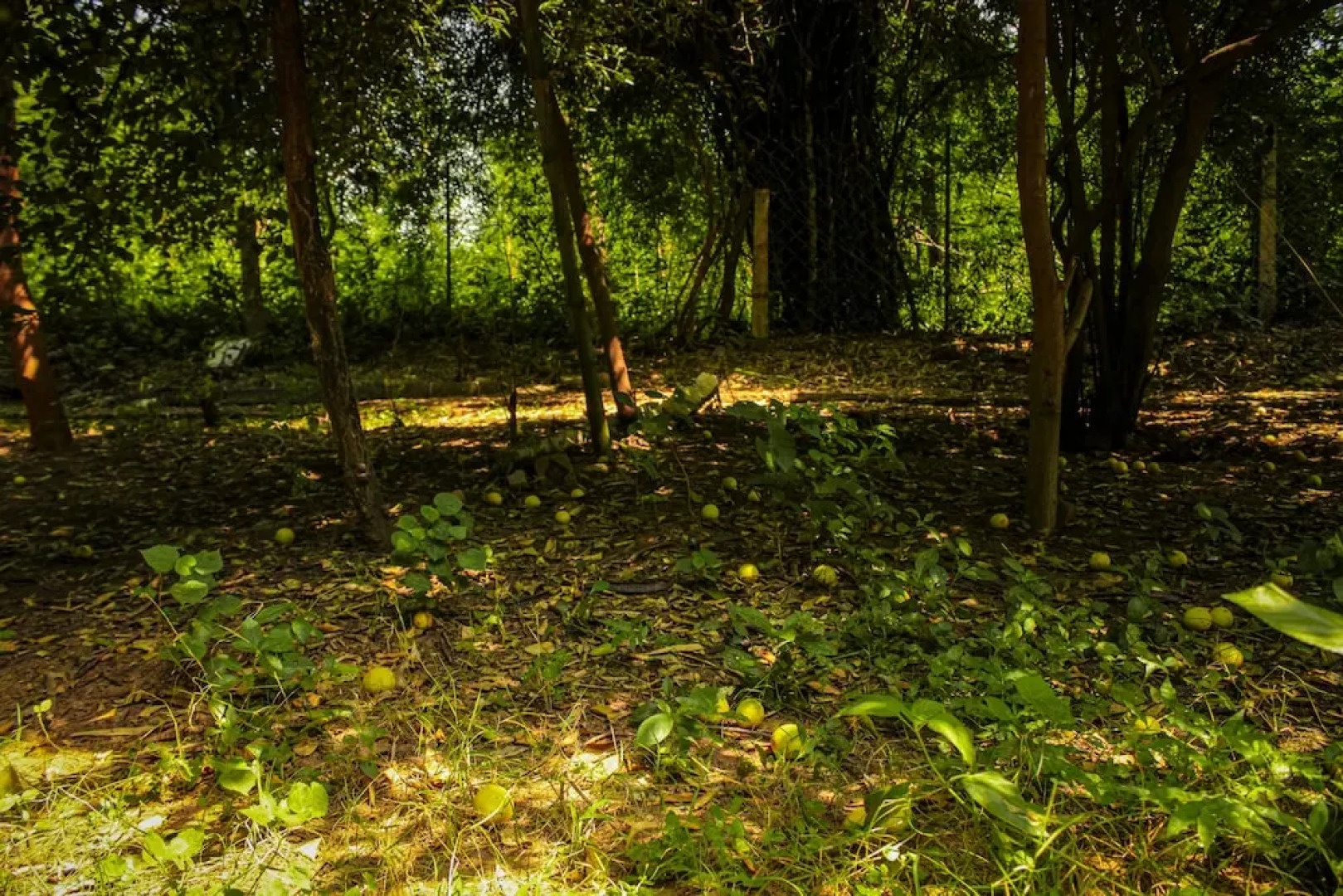 Panna Tiger Resort- River Side Property