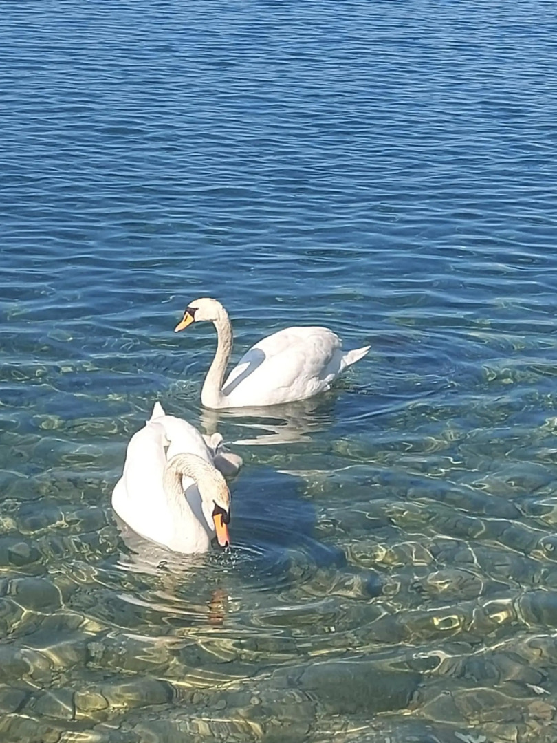 APARTMENT ANA v-Peshtani