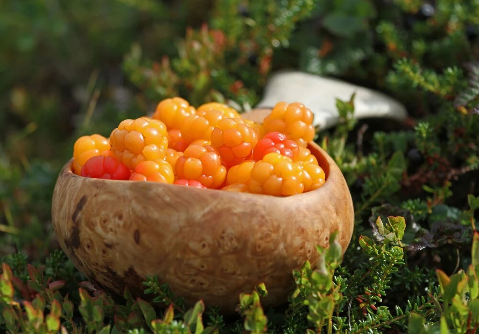 Saltdal Turistsenter - Campground