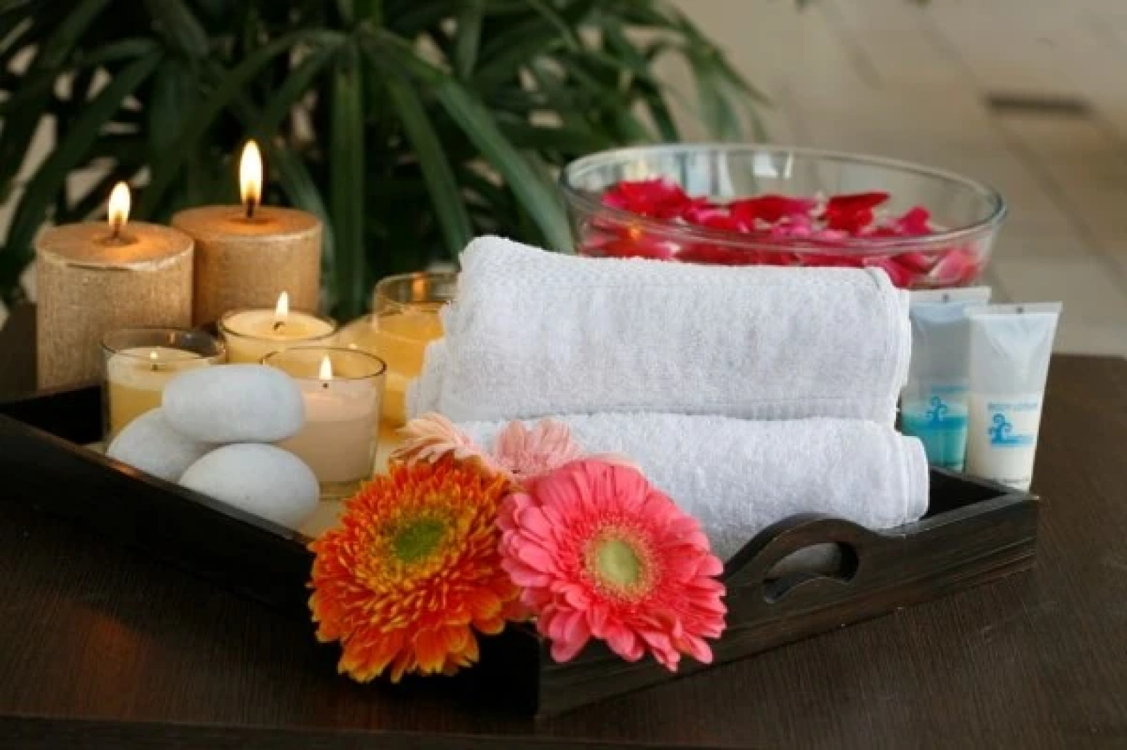 TreeHouse Hotel Club & Spa