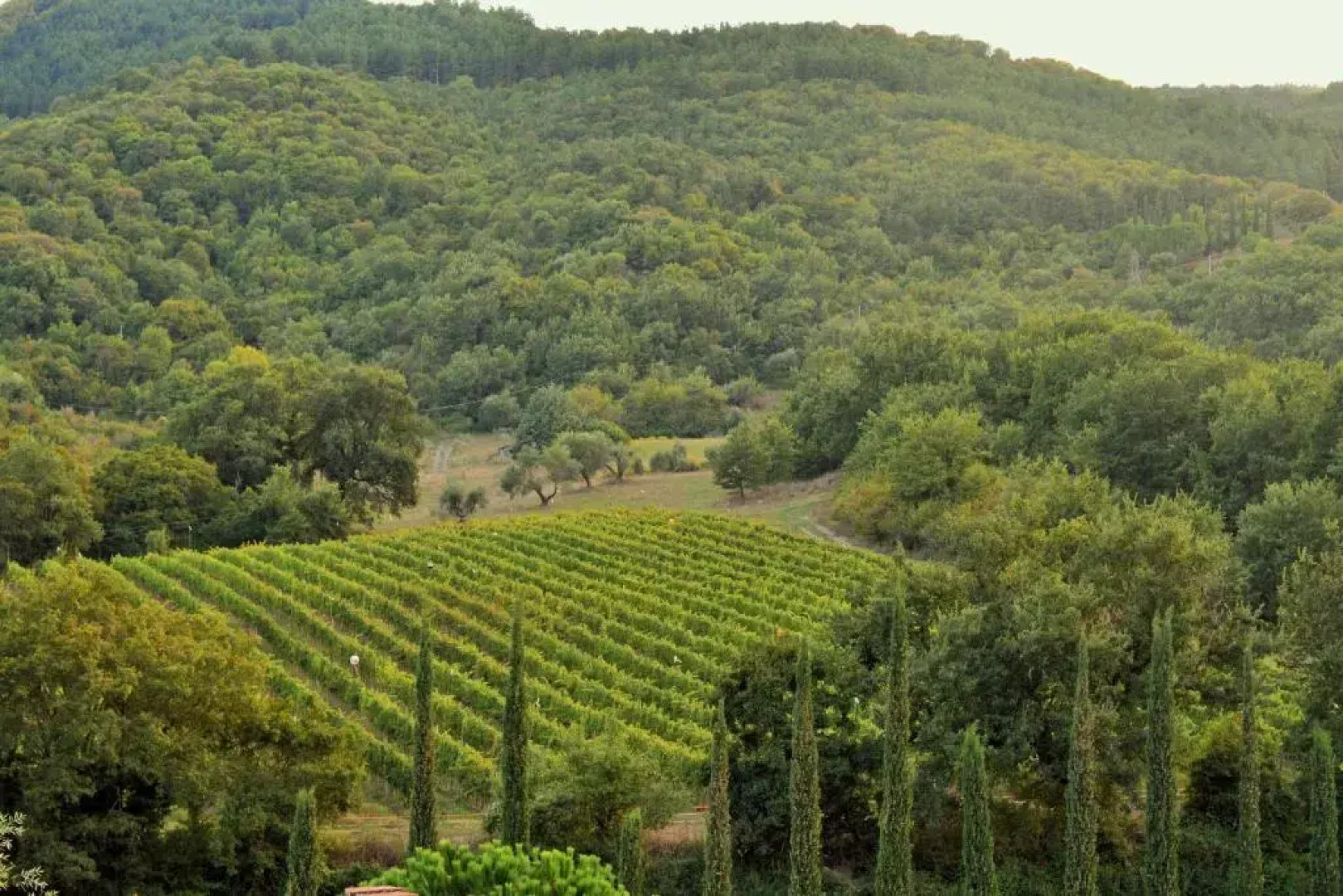 Tenuta Le Pianore