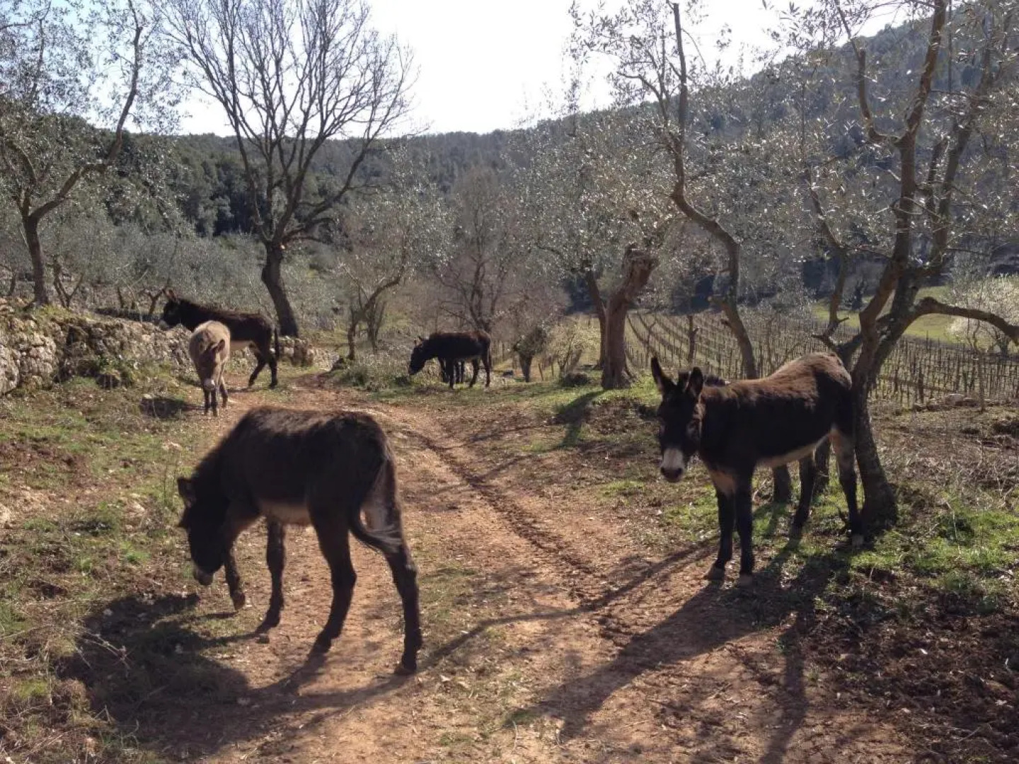 Agriturismo Biologico Ebbio