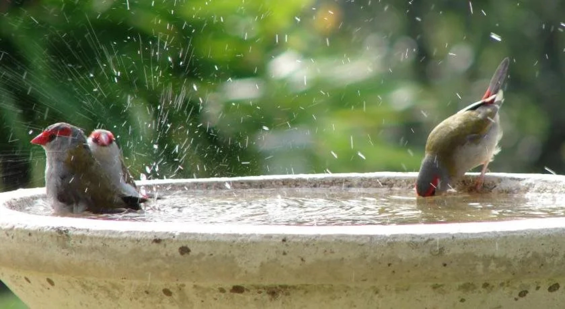 Austiny Bed and Breakfast Victor Harbor