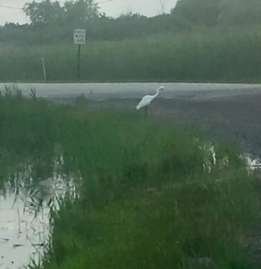 The Harsens Island Getaway Resort