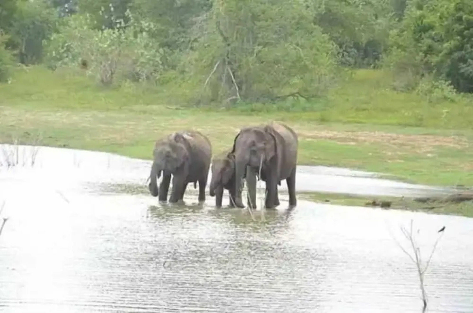 Wildlife Safari House